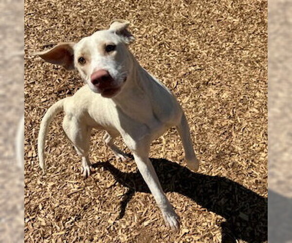 Medium Photo #2 Labrador Retriever-Unknown Mix Puppy For Sale in Sparta, TN, USA