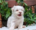 Small Photo #35 Havanese Puppy For Sale in GOSHEN, IN, USA
