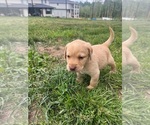Small Photo #2 Labrador Retriever Puppy For Sale in FEDERAL WAY, WA, USA
