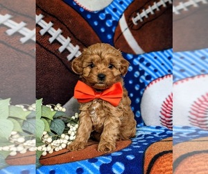 Cavapoo Puppy for sale in NEW HOLLAND, PA, USA