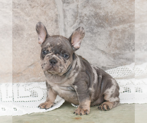 French Bulldog Puppy for sale in NARVON, PA, USA
