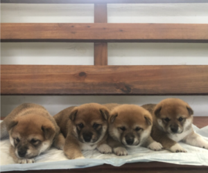 Shiba Inu Puppy for sale in OCALA, FL, USA