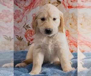 Golden Retriever Puppy for Sale in ACTON, California USA