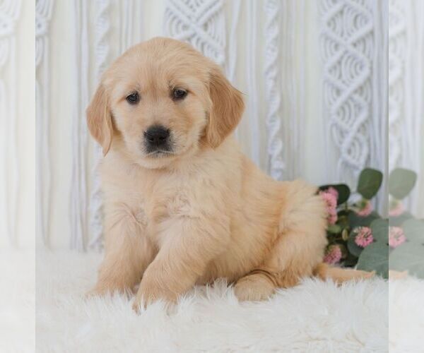 Medium Photo #5 Golden Retriever Puppy For Sale in NEWPORT, PA, USA