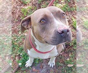 American Staffordshire Terrier Dogs for adoption in Fort Lauderdale, FL, USA