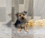 Small Photo #6 Yorkshire Terrier Puppy For Sale in CANOGA, NY, USA