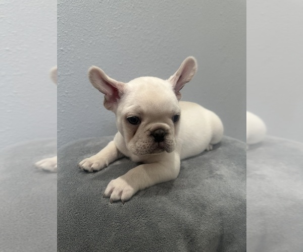 Medium Photo #1 French Bulldog Puppy For Sale in NEW ORLEANS, LA, USA