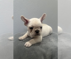 Medium French Bulldog