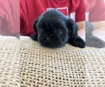 Small Shih Tzu