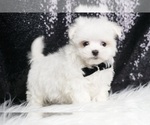Puppy Hush Puppy Maltese