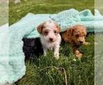 Small Photo #3 Poodle (Toy) Puppy For Sale in CLARE, MI, USA