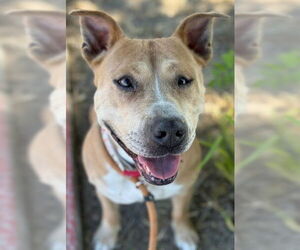 American Pit Bull Terrier-Unknown Mix Dogs for adoption in Woodland, CA, USA
