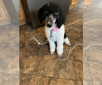 Small Photo #1 Poodle (Standard) Puppy For Sale in VAUGHN, MT, USA
