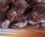 Small Photo #10 German Shorthaired Pointer Puppy For Sale in ALFORD, FL, USA