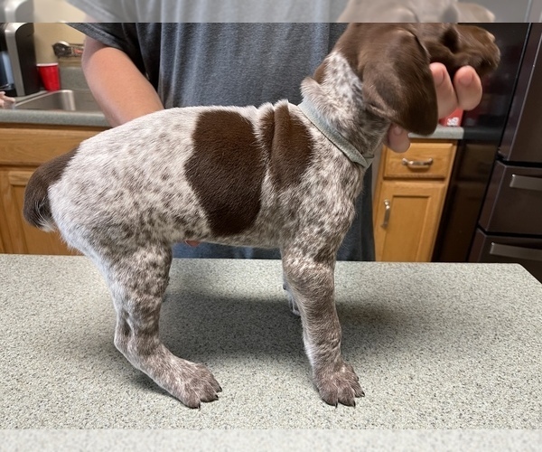 Medium Photo #12 German Shorthaired Pointer Puppy For Sale in ALBEMARLE, NC, USA