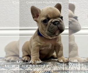 French Bulldog Puppy for sale in CAMERON, TX, USA