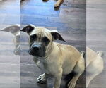 Small #1 Boxer-Rhodesian Ridgeback Mix