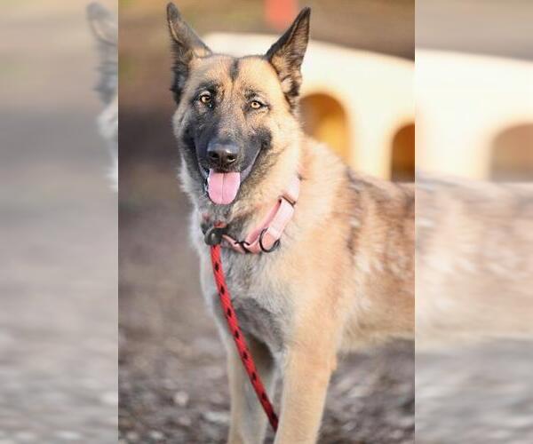 Medium Photo #1 Siberian Husky-Unknown Mix Puppy For Sale in Santa Cruz, CA, USA