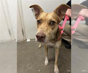 Carolina Dog-Unknown Mix Dogs for adoption in Rosenberg, TX, USA