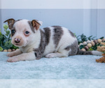Small Photo #20 Chihuahua Puppy For Sale in FREDERICKTOWN, OH, USA