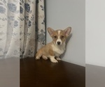 Small #65 Pembroke Welsh Corgi