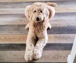 Small Photo #1 Goldendoodle Puppy For Sale in TARPON SPRINGS, FL, USA