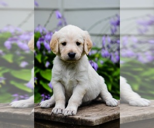 Labradoodle Dog for Adoption in CARLTON, Minnesota USA