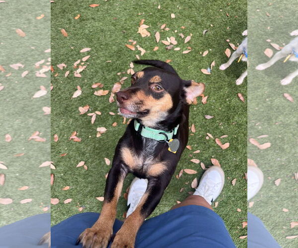 Medium Photo #6 Rat-Cha Puppy For Sale in Princeton, MN, USA