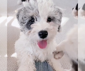 Aussiedoodle Miniature  Dogs for adoption in BARNESVILLE, MD, USA