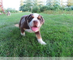 Puppy 3 Olde English Bulldogge