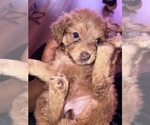 Puppy Brown long hair Chiranian