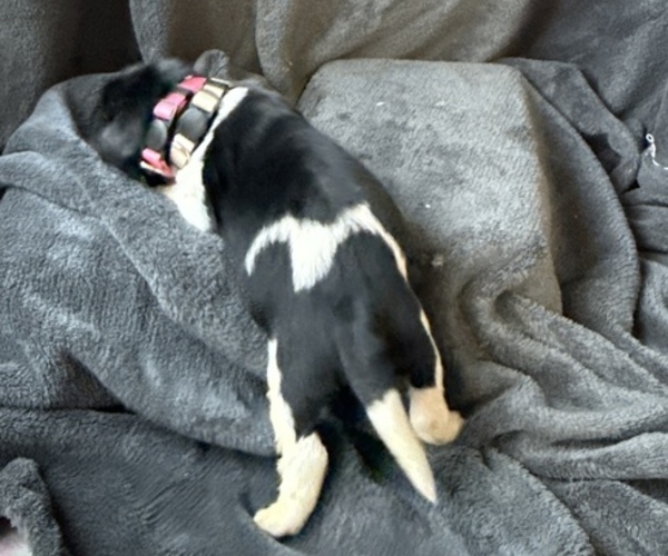 Medium Photo #2 Newfoundland Puppy For Sale in SAXTONS RIVER, VT, USA