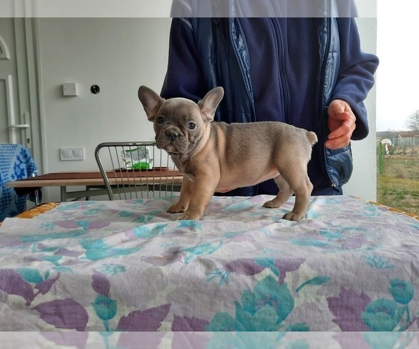 Medium Photo #2 French Bulldog Puppy For Sale in Kaposvar, Somogy, Hungary