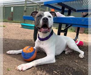 American Pit Bull Terrier Dogs for adoption in Waterford, VA, USA