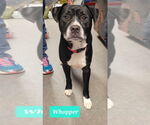 Small #2 American Pit Bull Terrier-American Staffordshire Terrier Mix