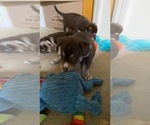 Small Photo #4 Labrador Retriever-Siberian Husky Mix Puppy For Sale in MEM, TN, USA