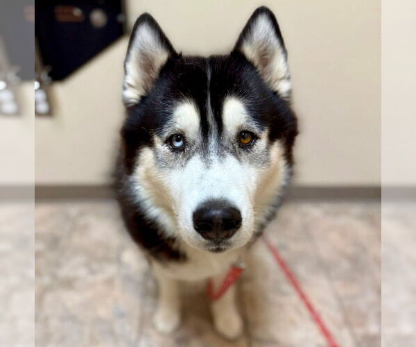 Medium Photo #5 Siberian Husky Puppy For Sale in Canton, CT, USA