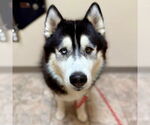 Small #4 Siberian Husky