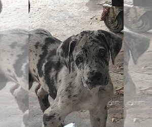 Great Dane Puppy for sale in DRY FORK, KY, USA