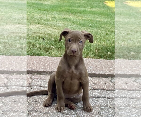 Medium Photo #3 Black Mouth Cur-Labrador Retriever Mix Puppy For Sale in Hillsboro, MO, USA