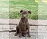 Small #2 Black Mouth Cur-Labrador Retriever Mix