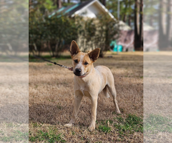 Medium Photo #1 Mutt Puppy For Sale in Wakefield, RI, USA