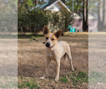 Small Mutt
