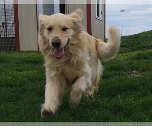 Father of the Golden Retriever puppies born on 06/16/2025