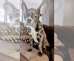French Bulldog Puppy for sale in FT LAUDERDALE, FL, USA
