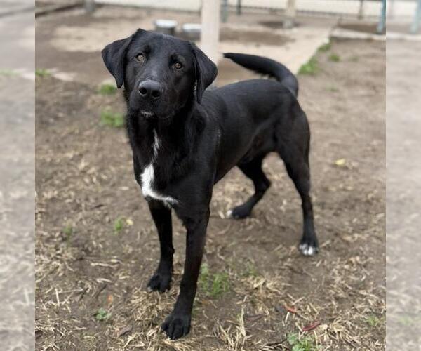 Medium Photo #1 Labrador Retriever Puppy For Sale in Modesto, CA, USA