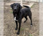 Small Labrador Retriever