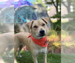 Small #17 Labrador Retriever Mix