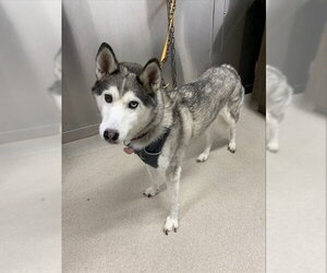 Siberian Husky Dogs for adoption in Fairbanks, AK, USA