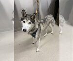 FREYA - Female Siberian Husky Dog for Adoption - Small photo